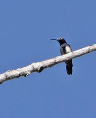 Oreotrochilus leucopleurus