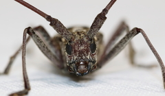 Monochamus titillator