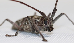 Monochamus titillator