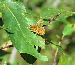 Ochlodes sylvanoides omnigena