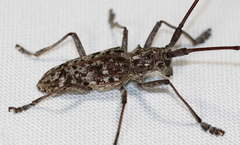 Monochamus titillator