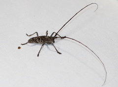 Monochamus titillator