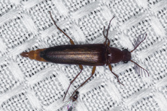 Octinodes