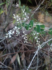 Leucopogon amplexicaulis