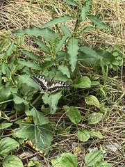 Papilio machaon hippocrates