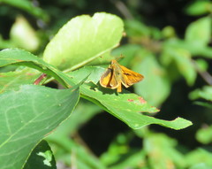 Ochlodes sylvanoides omnigena