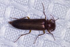 Octinodes