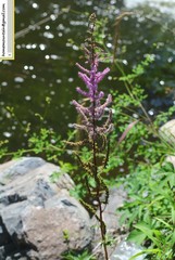 Astilbe rubra