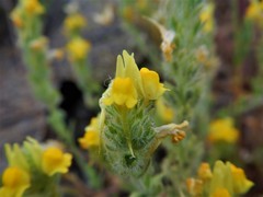 Linaria saxatilis