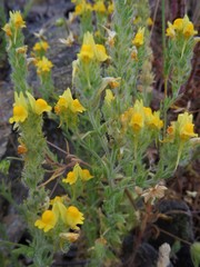 Linaria saxatilis