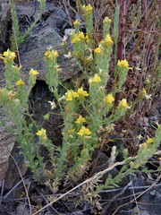 Linaria saxatilis