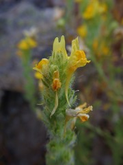 Linaria saxatilis
