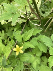 Ranunculus silerifolius