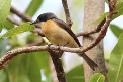 Myiagra vanikorensis rufiventris