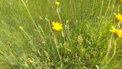 Arnica fulgens