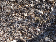 Parvindela celeripes