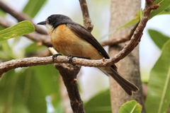 Myiagra vanikorensis rufiventris