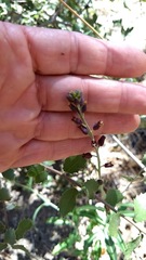 Streptanthus campestris