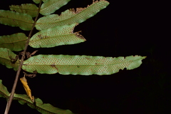 Serpocaulon adnatum