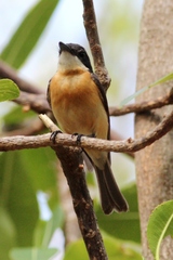 Myiagra vanikorensis rufiventris