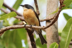 Myiagra vanikorensis rufiventris