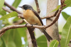 Myiagra vanikorensis rufiventris