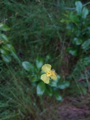 Xyris scabrifolia