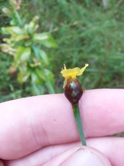 Xyris scabrifolia