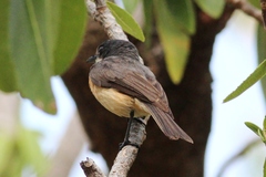 Myiagra vanikorensis rufiventris