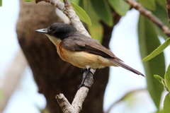 Myiagra vanikorensis rufiventris