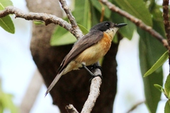 Myiagra vanikorensis rufiventris