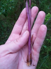 Xyris scabrifolia