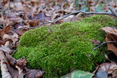 Sciuro-hypnum populeum