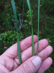 Xyris scabrifolia