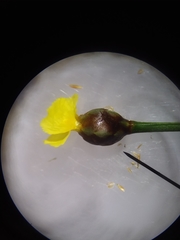 Xyris scabrifolia