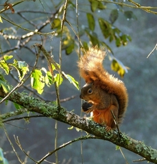 Sciurus ignitus