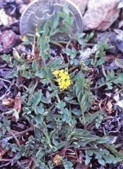 Lomatium greenmanii
