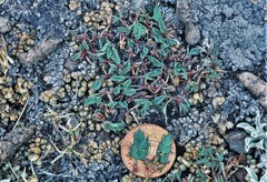 Lomatium greenmanii
