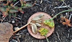 Lomatium greenmanii
