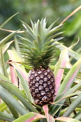Ananas comosus comosus