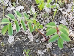 Sanguisorba stipulata