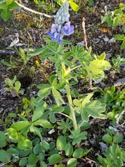 Lupinus nootkatensis
