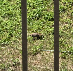 Marmota monax