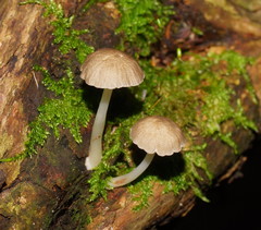 Roridomyces austrororidus