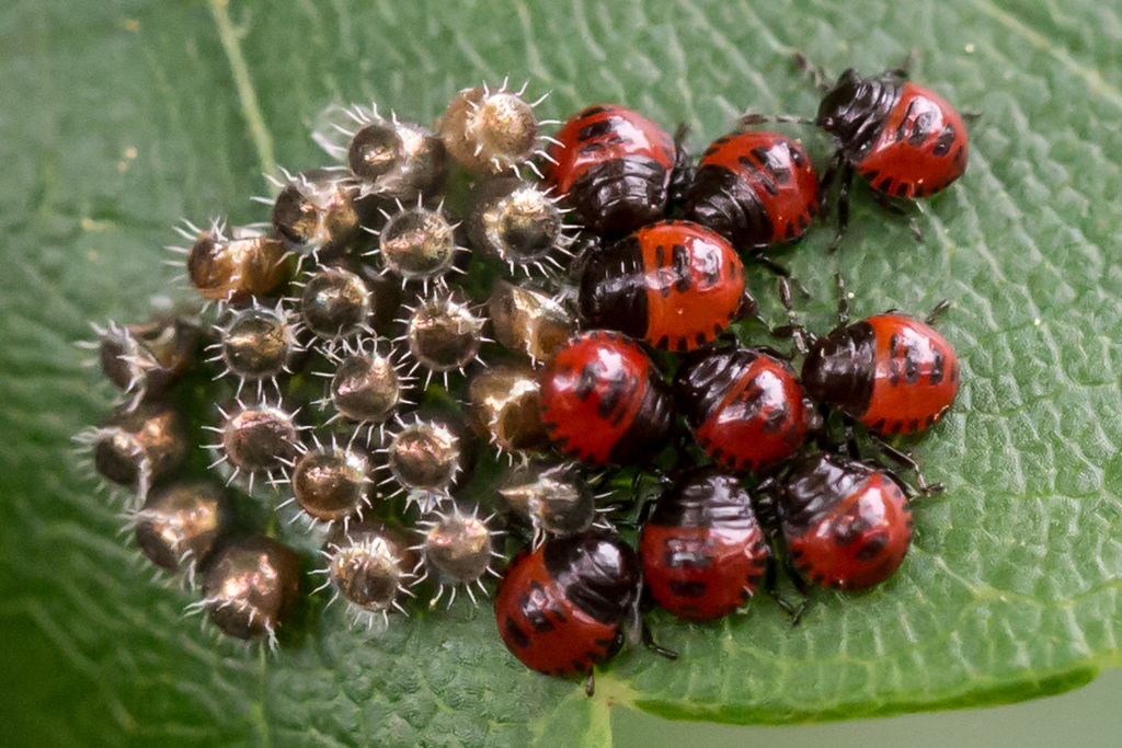 Spined soldier bug (Podisus maculiventris)