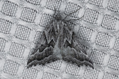 Plataea californiaria