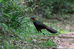 Penelope superciliaris