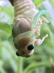 Cryptotympana facialis