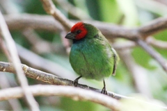 Erythrura pealii