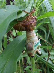 Cryptotympana facialis